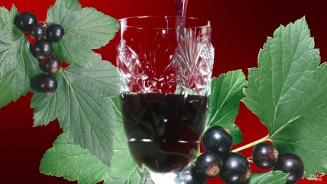 Turnarea coacăzului negru și roșu, inclusiv congelate: rețete rapide pentru alcool