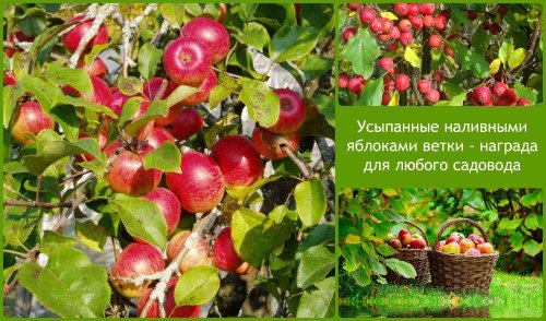 bulk äpplen - en belöning för trädgårdsmästaren