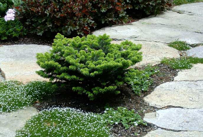 "Nana" este o plantă cu creștere lentă, tolerantă la umbră și rezistentă la îngheț