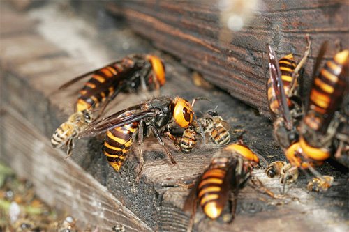 These predatory insects prefer to attack the bee hive together ...
