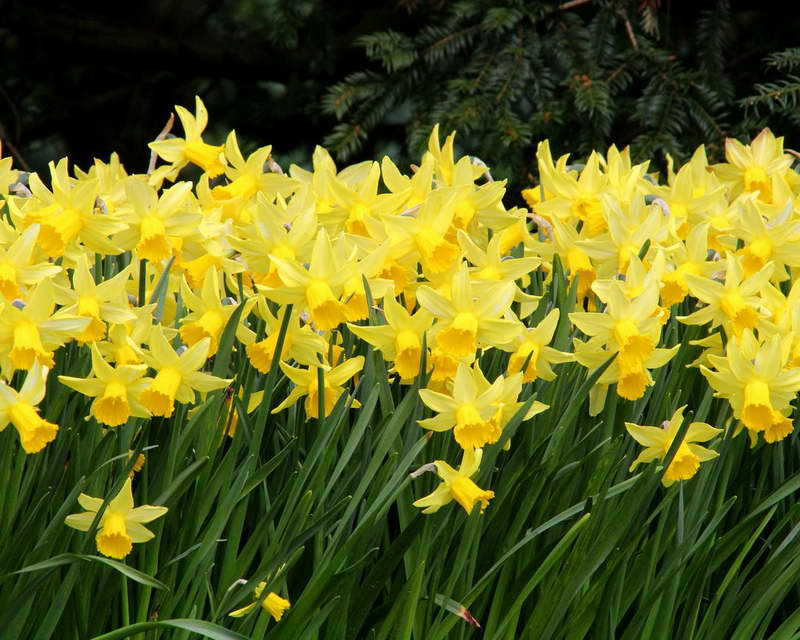 Daffodil cyclamen variety Narcissus Pebrero Gold na larawan