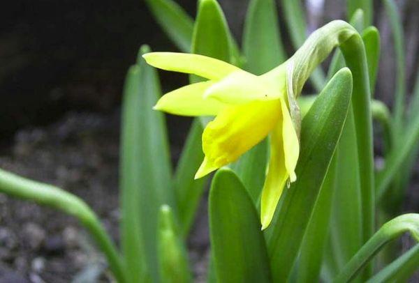 Cyclamen daffodil