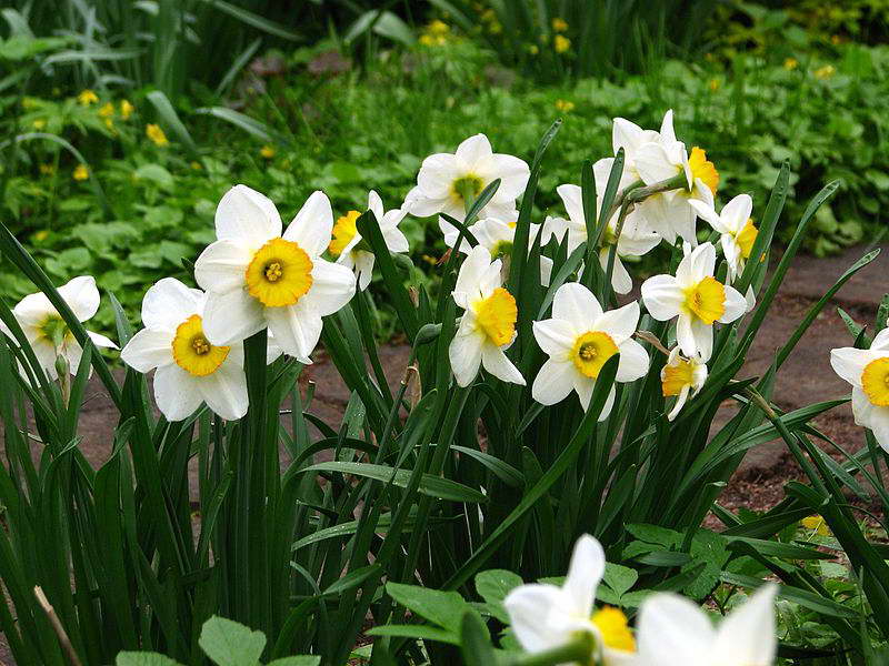 Narcissus malaking larawan na may korona