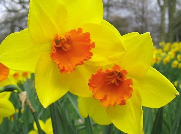 Narcissus Mahkota Besar