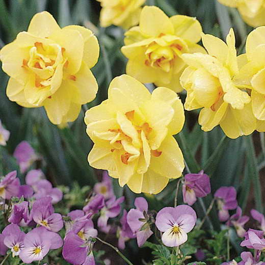 Daffodil terry varietà Narcissus Tahiti photo