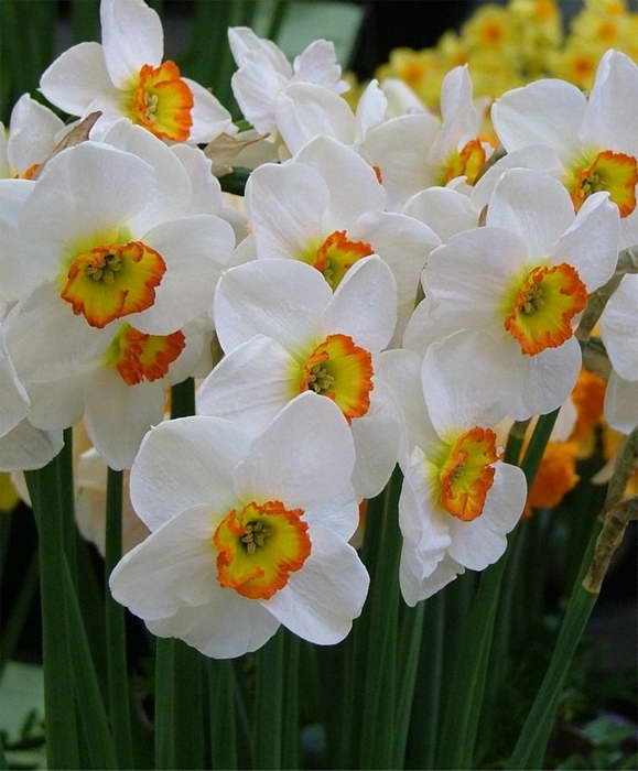 Narcissus liten krönt foto
