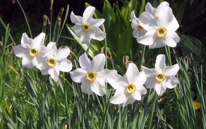 Нарцисът може да украси сайта от март до началото на лятото, ако знаете особеностите на отглеждането на тези цветя.