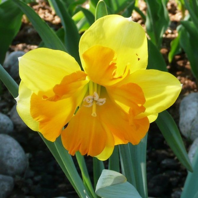 Split-Corona Narcissus Tiritomb