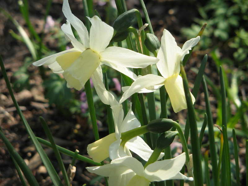 Narcissus triandrus foto