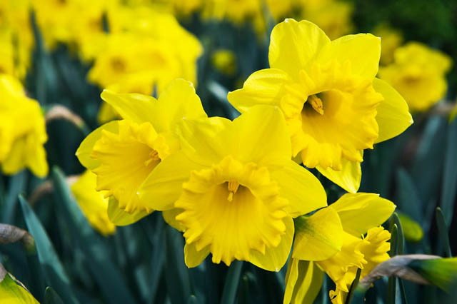 Holandský mistr odrůdy Narcissus