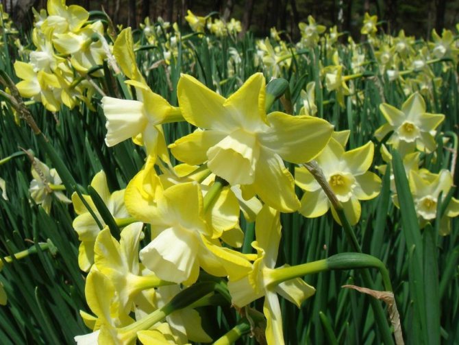Narcissus Jonquillium