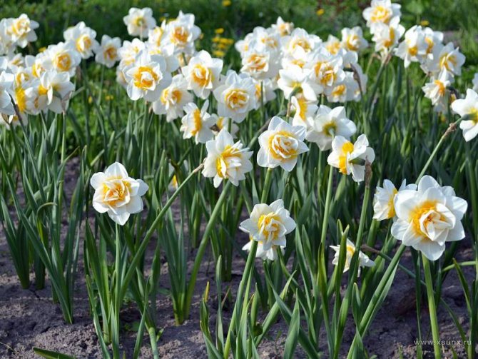 Ang mga daffodil ay namumulaklak nang maganda