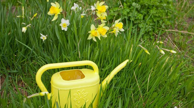 Daffodils prefer abundant watering