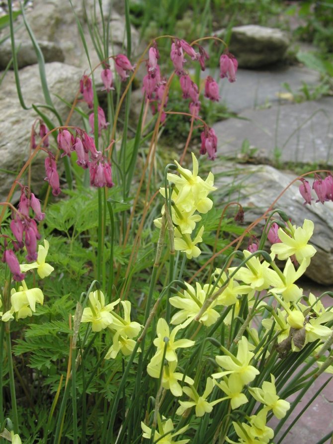 Daffodils triandrus