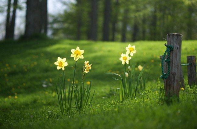 Mga daffodil