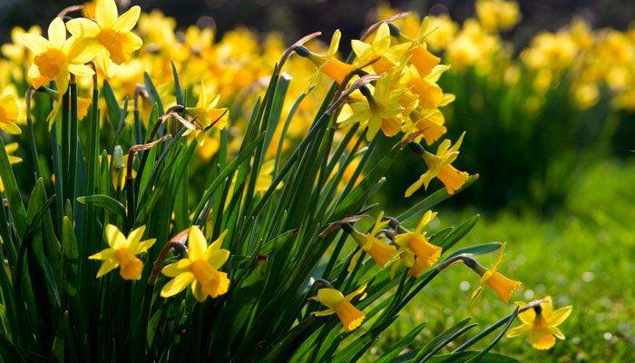 Mga daffodil