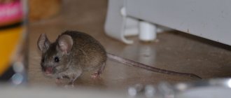 semn popular, șoarecele a pornit în casă
