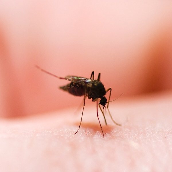 Народен лек за комари и мушици с ванилия