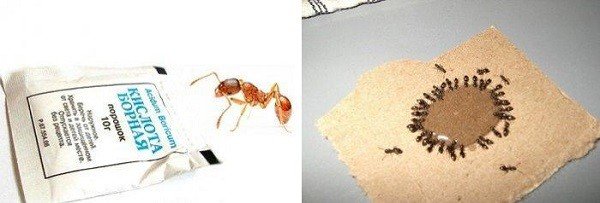 Traditionella metoder för att bekämpa myror