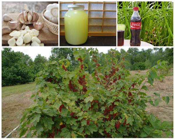 Folkläkemedel för vinbär på hösten från skadedjur och sjukdomar