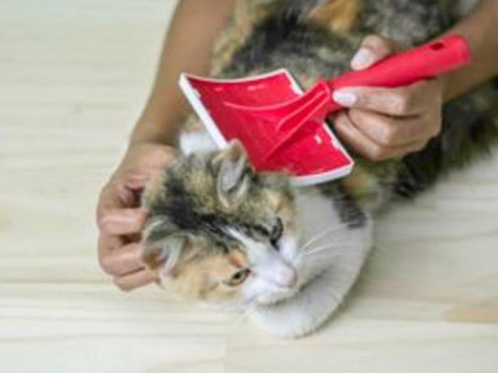 العلاجات الشعبية لعلاج البراغيث في القطط