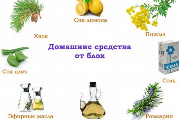 remedii populare pentru purici