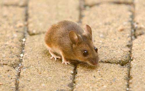 العلاجات الشعبية للفئران في المنزل