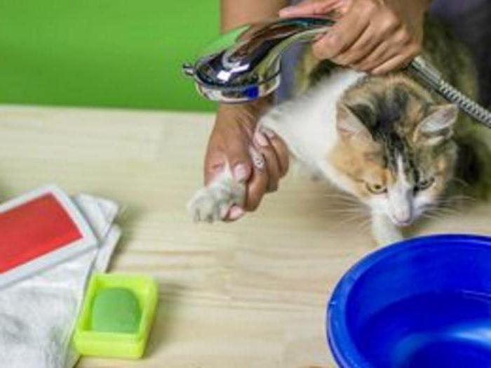folkmedicin för att ta bort loppor hos katter