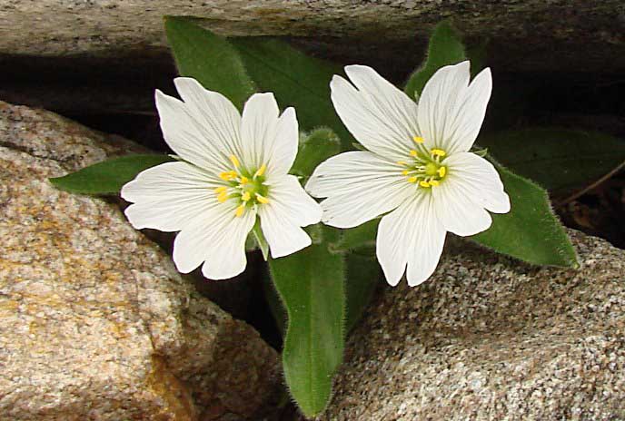 يوجد حوالي مائتي نوع من النباتات ، بما في ذلك الياسمين بيبرشتاين ، ولكن يتم زراعة عدد قليل منها بنشاط