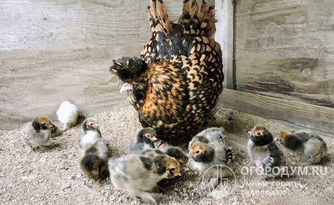 Кокошките внимателно следят състоянието на пилото, показват постоянна грижа за потомството