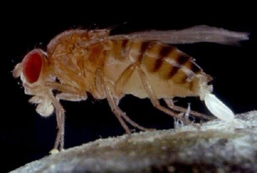 Insekten går igenom 3 utvecklingsstadier: ägg, larv och imago