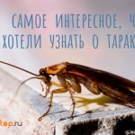 insekt kackerlacka