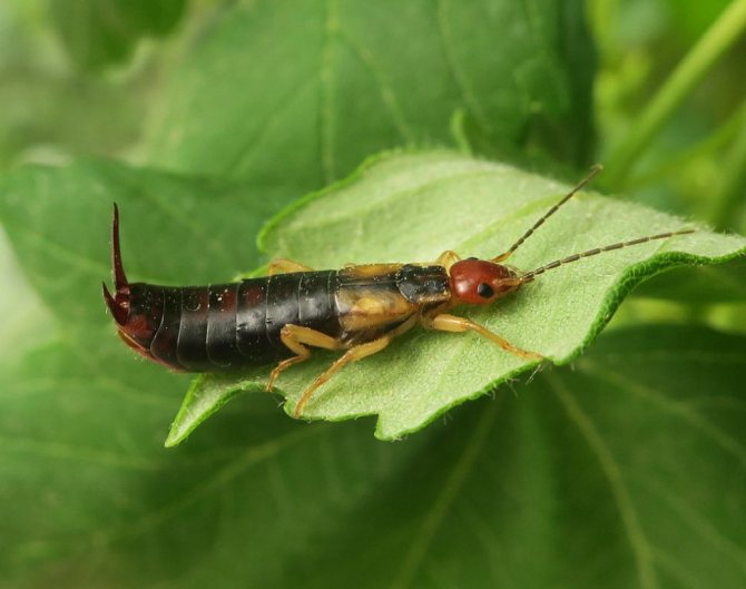 insect earwig