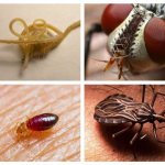Parasit serangga dan bahaya mereka
