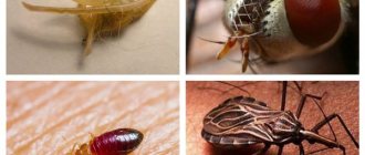 Paraziții insectelor și pericolul acestora