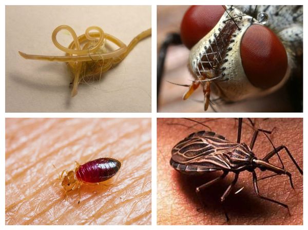 Insect parasites and their danger