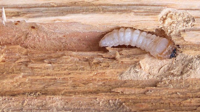Mga insekto sa bark ng isang puno