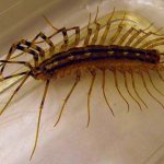 Насекоми в банята: стоножки в апартамента, причините за появата на бели буболечки, снимки на странни насекоми и мушици, как да се отървете от