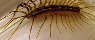 Insekter i badrummet: tusenfotar i lägenheten, anledningarna till att vita buggar uppträder, foton på konstiga insekter och mider, hur man kan bli av