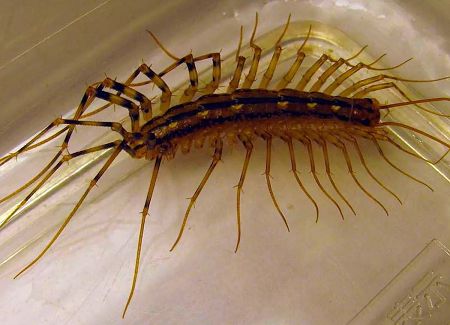 Serangga di bilik mandi: lipan di apartmen, sebab-sebab kemunculan pepijat putih, foto serangga aneh dan pengusir, cara menyingkirkan