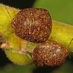 Insects - pests of indoor plants