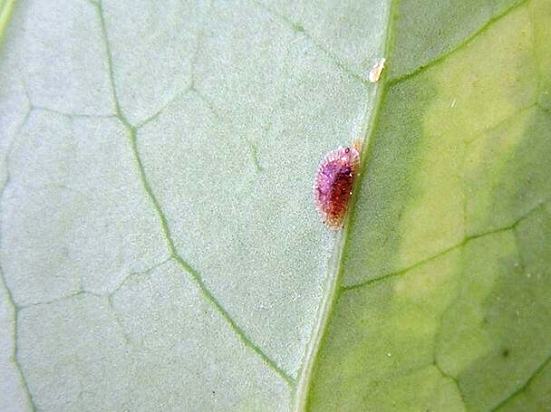 Mga insekto - mga peste ng panloob na halaman