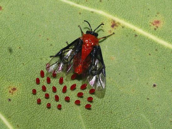 Hmyz - škůdci pokojových rostlin