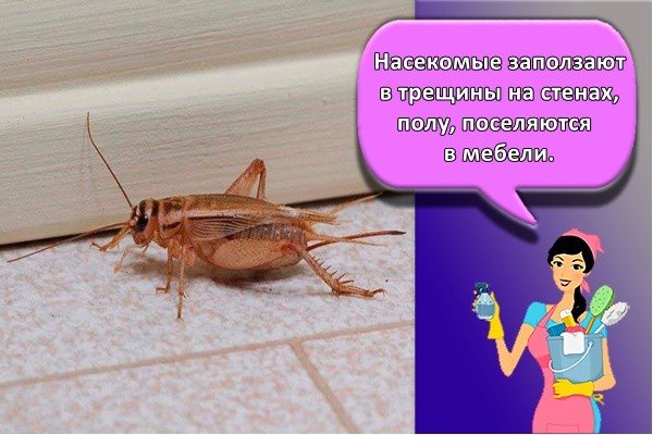 Serangga merangkak retak di dinding, lantai, dan menetap di perabot.