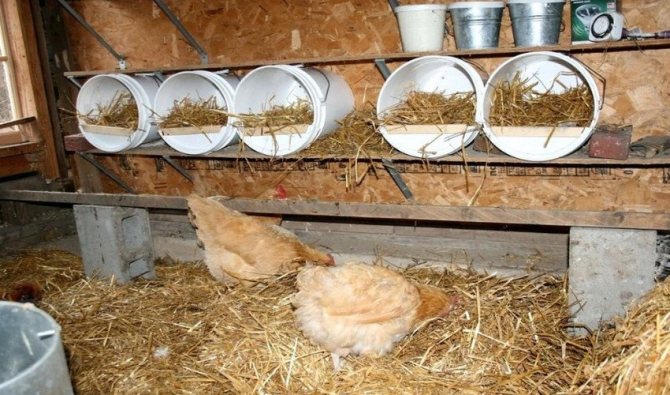 Sittpinnar för kycklingar