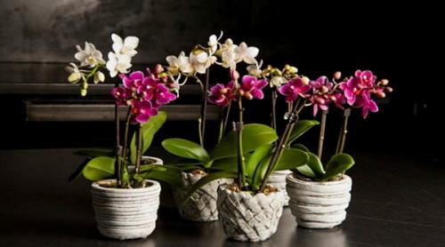 Ammonia for watering orchids. Iodine and hydrogen peroxide for orchids. Unique feeding