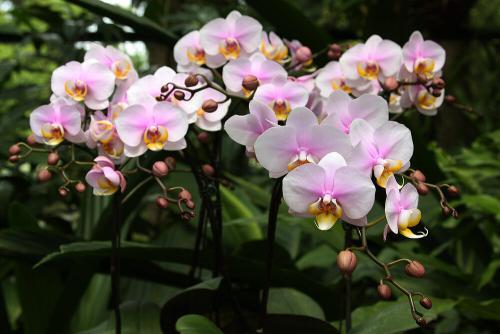 Ammoniac pour arroser les orchidées. Iode et peroxyde d'hydrogène pour orchidées. Alimentation unique