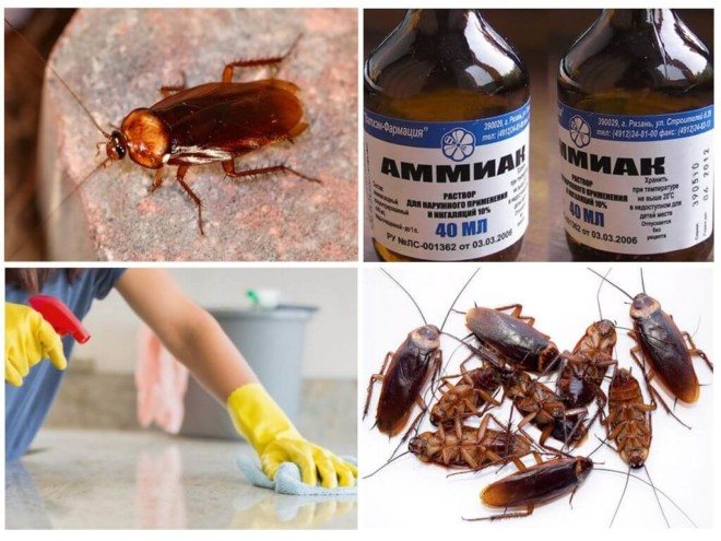 Ammonia from cockroaches