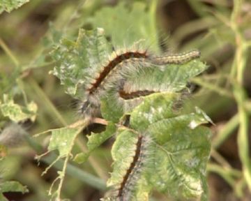 Invasion of the American butterfly caterpillars
