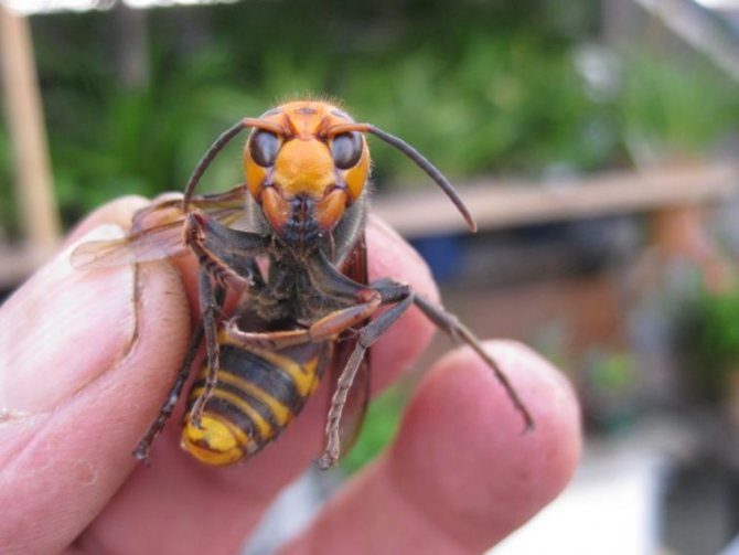 How dangerous is a hornet bite for humans? - Chief for bites